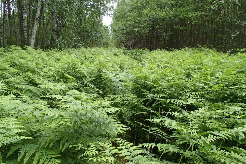 Fern forest / Папоротниковый лес