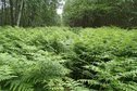 #10: Fern forest / Папоротниковый лес