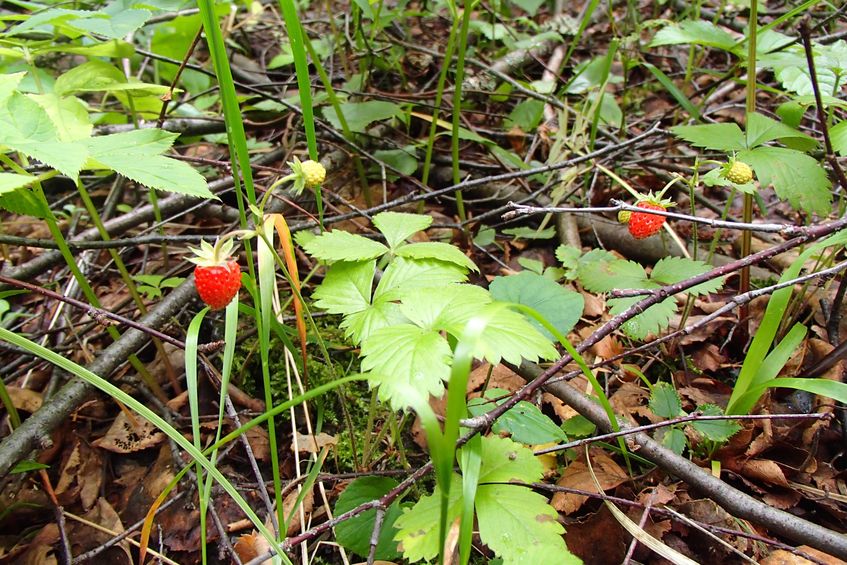 Strawberry / Земляника