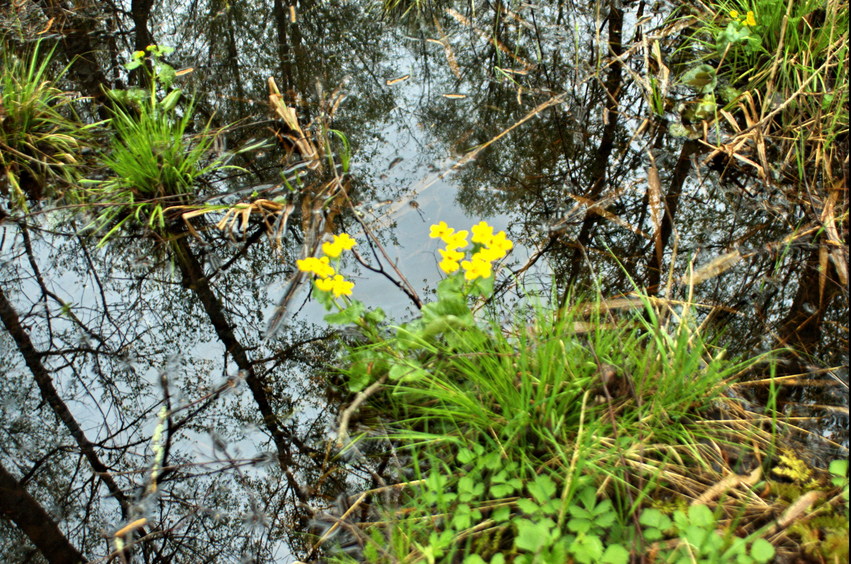 Pools and flowers/Через лужи