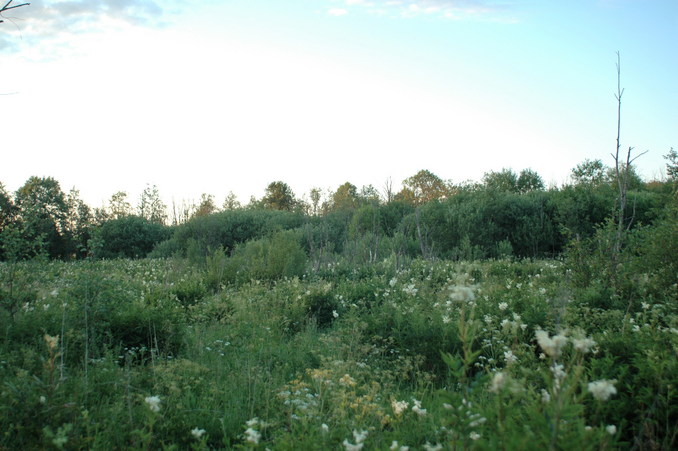 North view