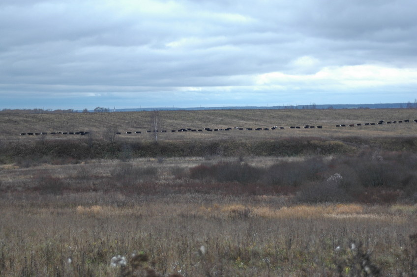 Row of cows