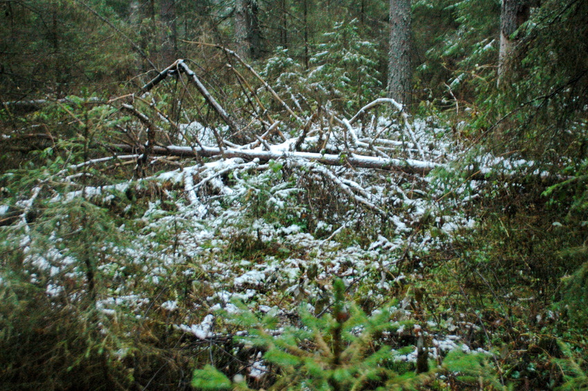 Windfall under first snow  / На слиянии бурелом под первым снегом