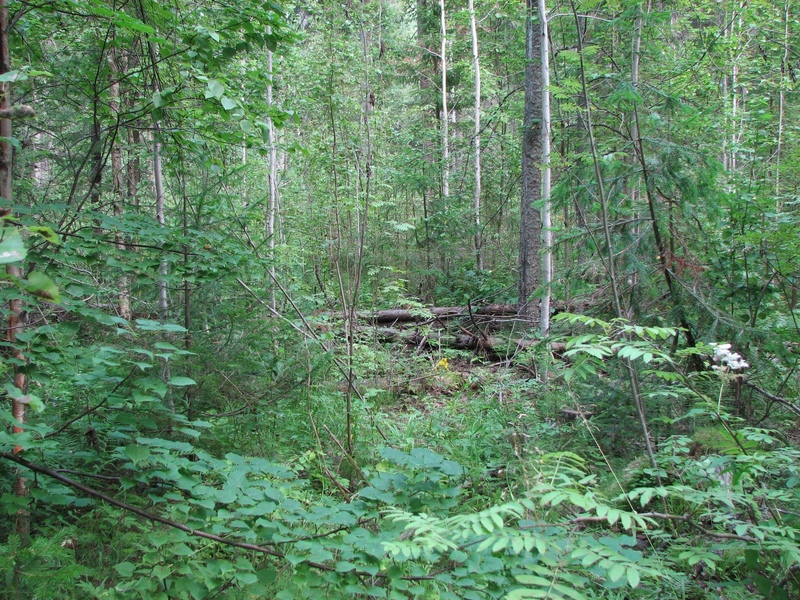 Точка пересечения/General view of Confluence point