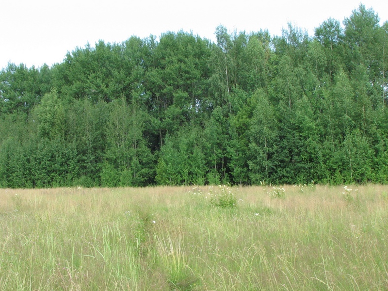 Шаг 3, в заросшую прогалину леса/Step 3, to the glade of the forest