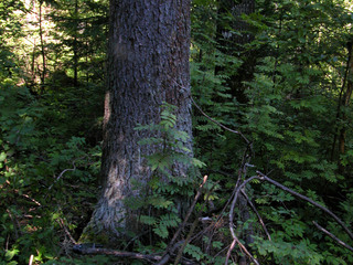 #1: Дерево-сосна около пересечения координат/Pine  tree at the confluence