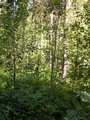#2: Лес вокруг точки 57°N 47°E/Forest around the confluence