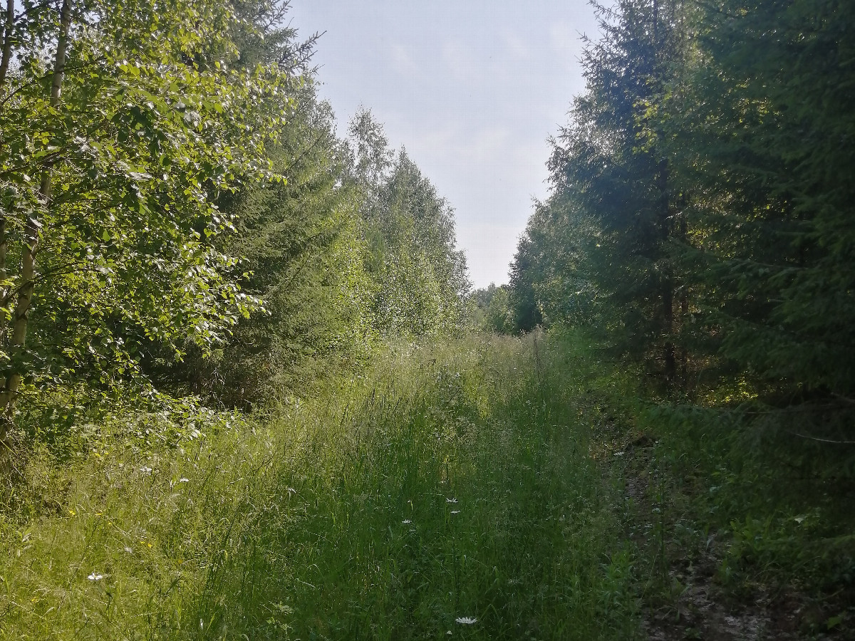 Overgrown Road