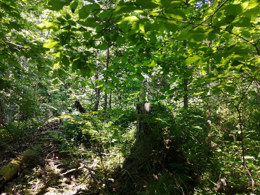 #1: North view