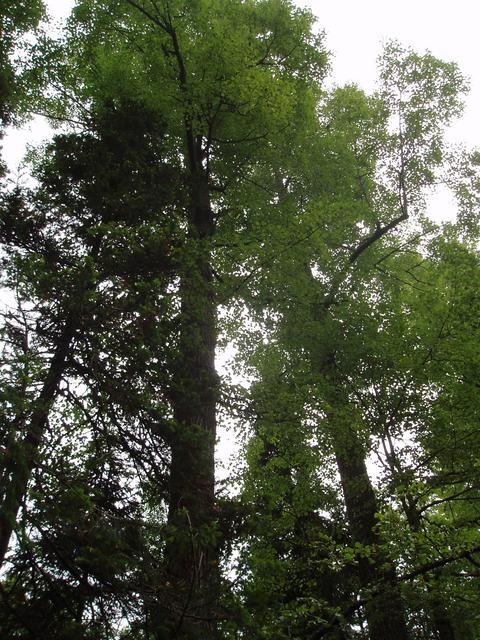 enormous linden trees in the woods