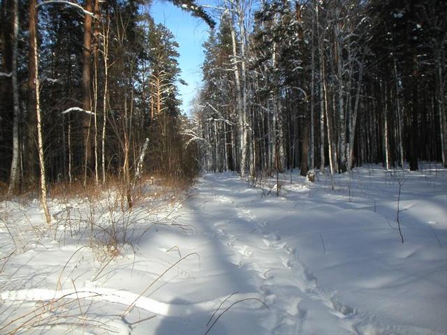 В нескольких метрах от точки конфлюенции - просека. Вид на Север. -- A few meters from the confluence point - a clearing.  View to the North.