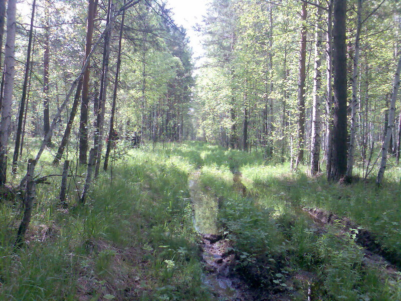 Logging track