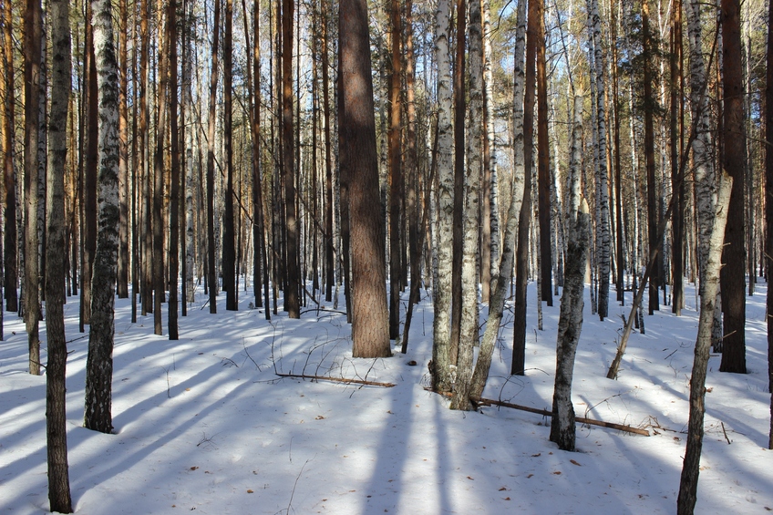 На север / North view