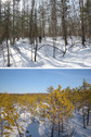 #9: ... и по лесу / ... and through the forest