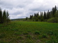 #7: Поляна рядом с Confluence 57°N 93°E / A glade near the confluence