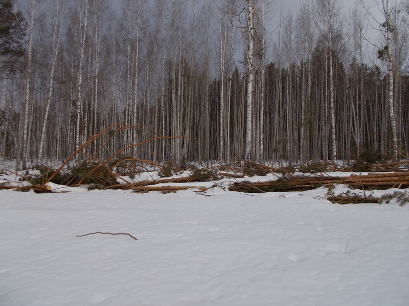 Пустырь с вырубленными деревьями/A clearing