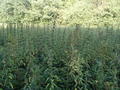 #7: Untouched nettle growth / Нетронутые заросли крапивы