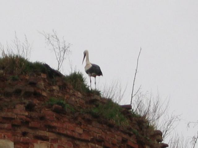 Stork's nest