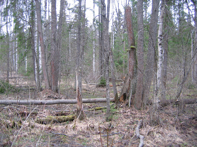 View to the north