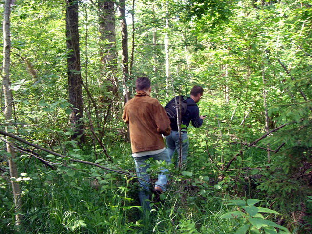 Long way in the forest