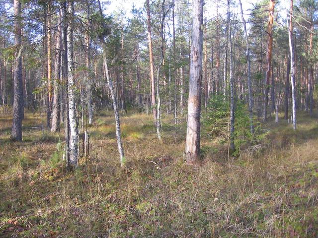 The forest was damp, even waterlogged...