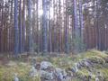 #4: forest