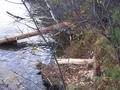 #6: A beaver had been gnawing