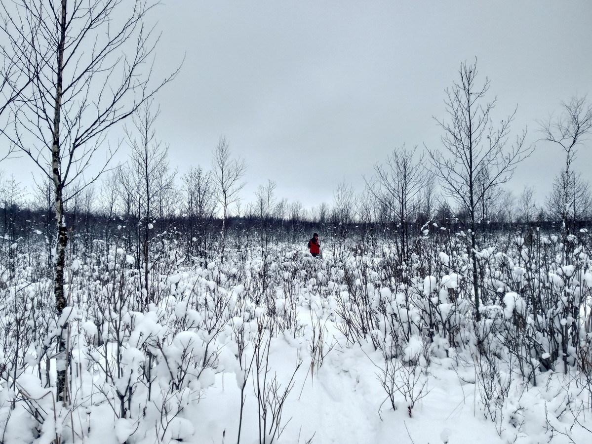 Swampy area / Заболоченная местность