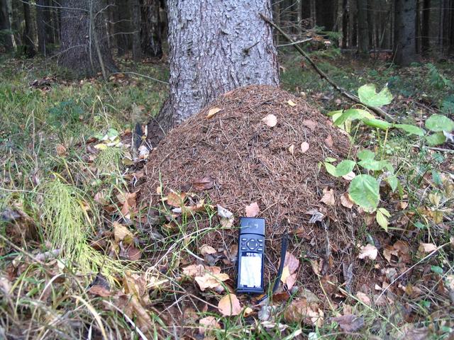 Ant hill near the Confluence Point