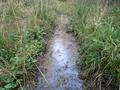 #9: Puddle located in the rut of a road covered by thin ice