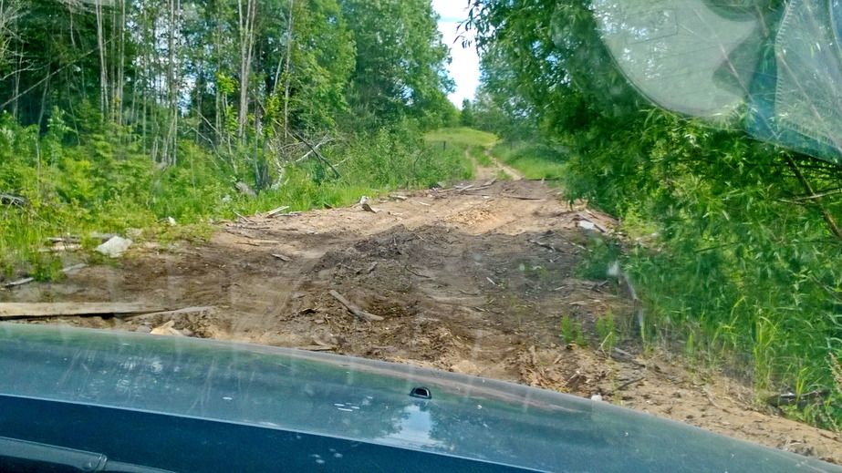 Forest dirt road / Лесная дорожка