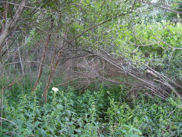 Лес с непролазными зарослями | Unpassable underbrush in the forest