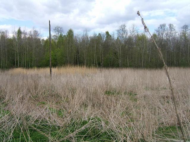 View to the North from the confluence