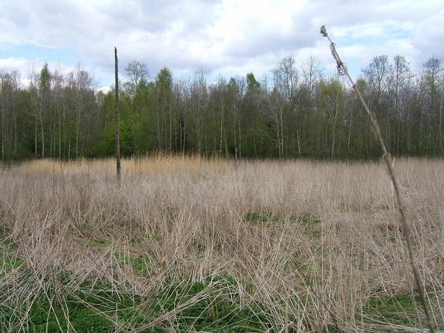 View to the North from the confluence