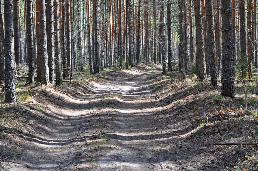 Дорога на юг от точки/The road to the south from CP