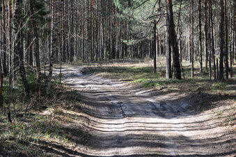 #1: Дорога на север от точки/The road to the north from CP