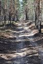 #7: Сухая дорога в лесу до точки/Forest road to the CP