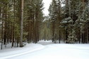#6: Forest near CP