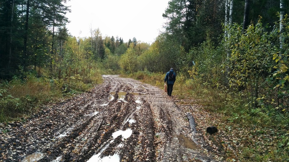 On the road with mushroom bag / По дороге с пакетом грибов