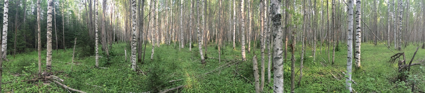 Panoramic view from the confluence point