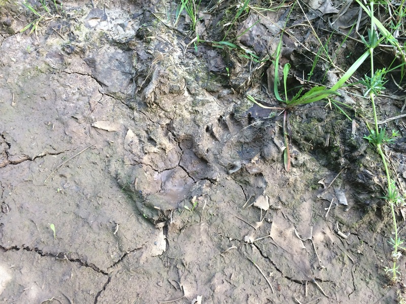 Bear footprints