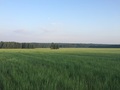 #6: The Volok forest