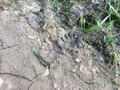 #7: Bear footprints