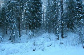 #1: Вид на точку из оврага / View to the confluence from a ravine