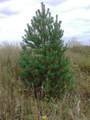 #9: Одинокая сосна среди поля / Lonely pine-tree