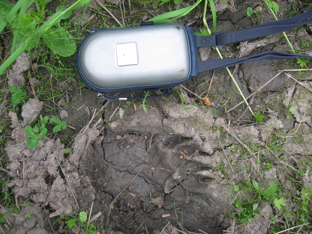 The footprint of a bear, found at the timber-carrying road between Sverdlovsk and Perm Regions of Russia (between Verkhnyaya Oslyanka and Kyn villages). Photocamera case is put beside for size comparison (the length of the case is 18 centimetres).