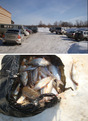 #7: Рыбаков наехало, улов / Many fishermen arrived and... their catch