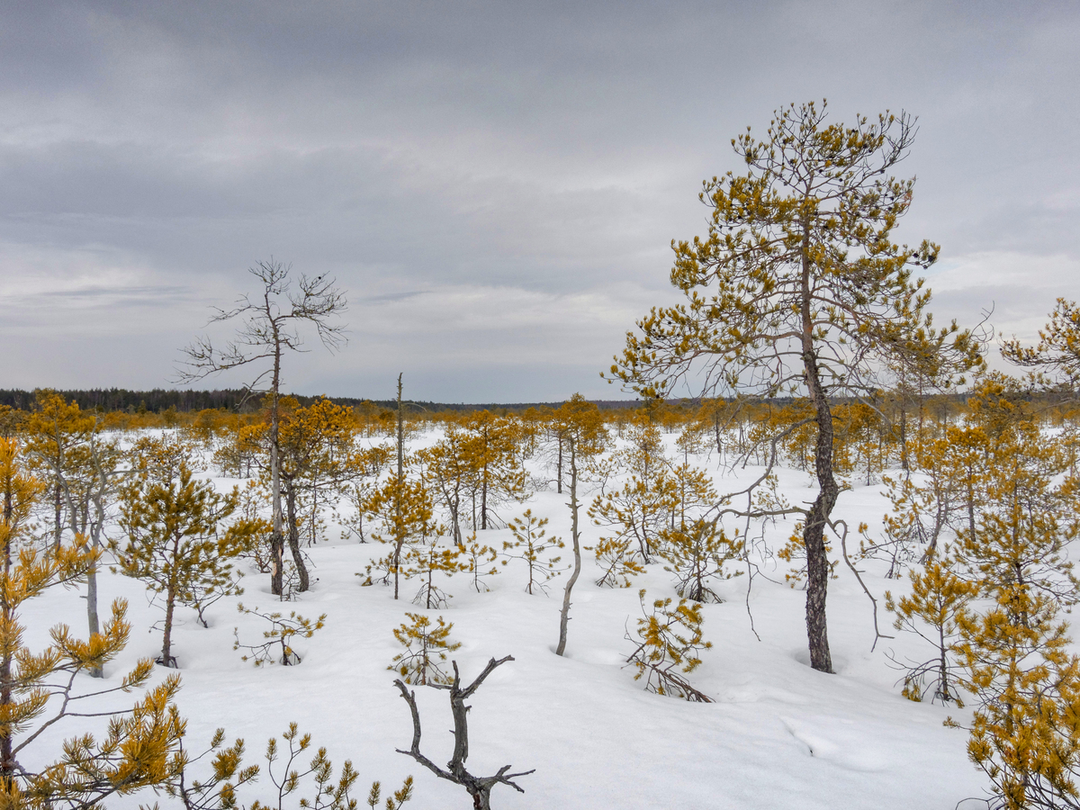 Местный пейзаж / Local landscape