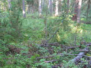 #1: View of the confluence