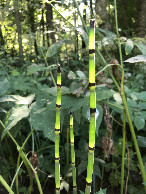 #9: Horsetail at the Confluence